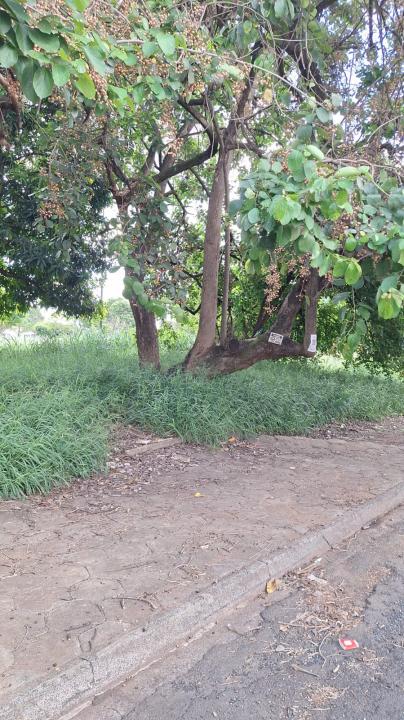 Foto 2 de 5 — Mesmo problema, outro local: moradores denunciam abandono de praça em Araraquara